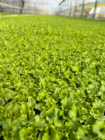 İklim Fide marul fidesi Antalya