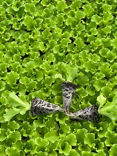 Kanaryole Kıvırcık Marul Fidesi