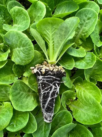 Presidential ve Cospirina Yedikule Düz Marul Fidesi